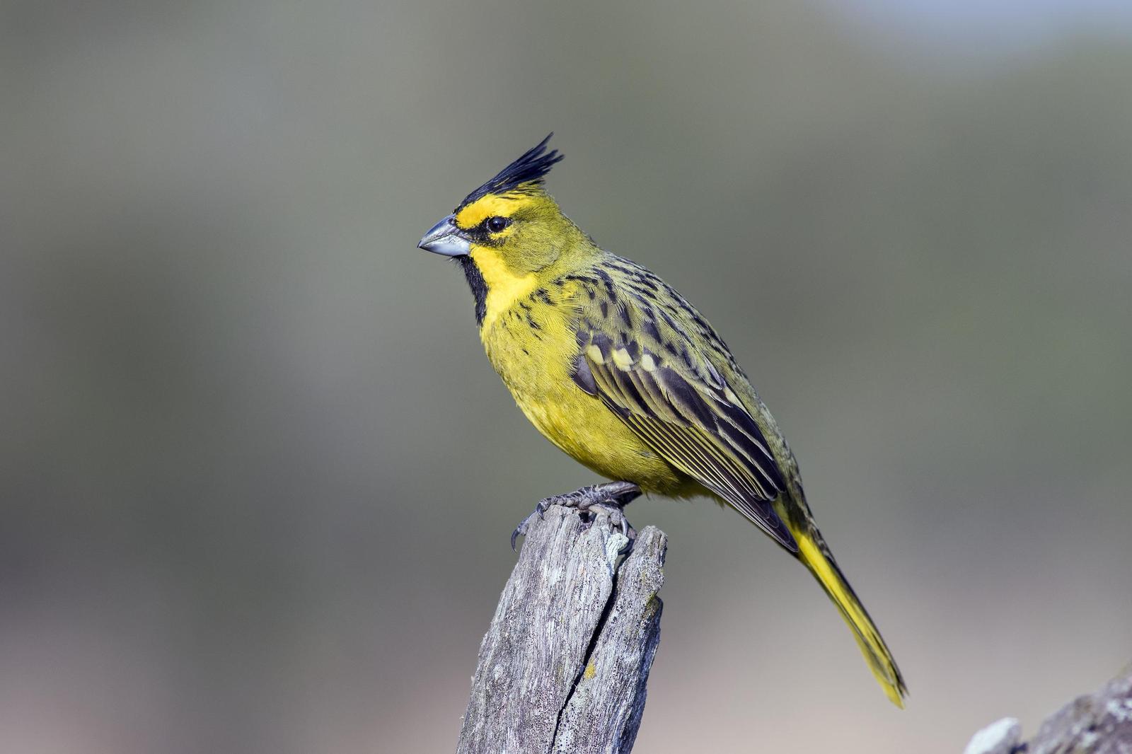 Yellow Cardinal Photo by Martin Eayrs