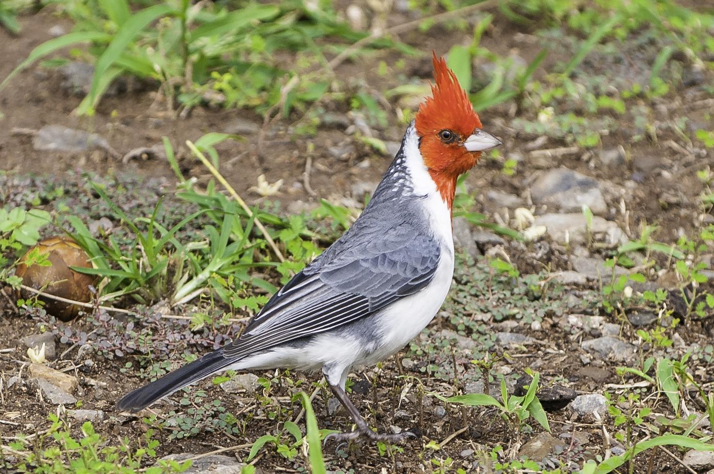 Red-crested Cardinal Photo by Mason Rose