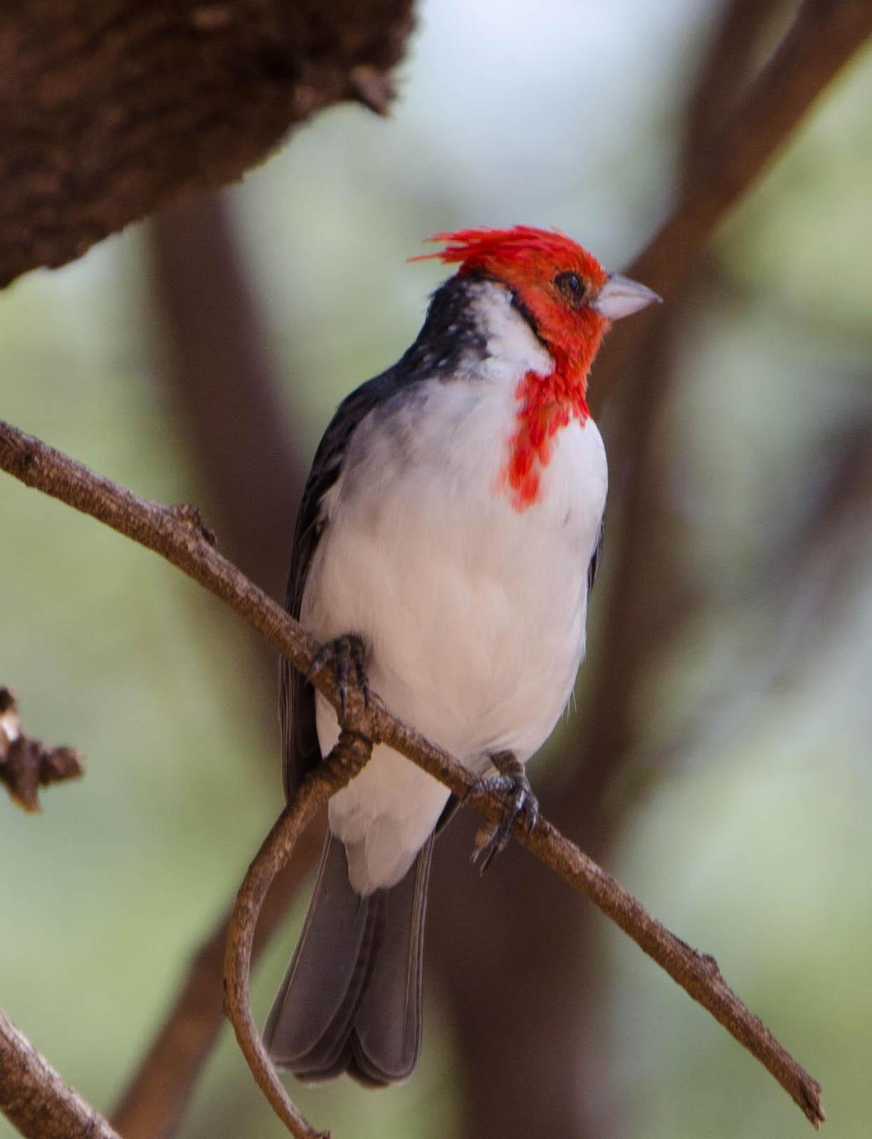 Red-crested Cardinal Photo by Scott Yerges