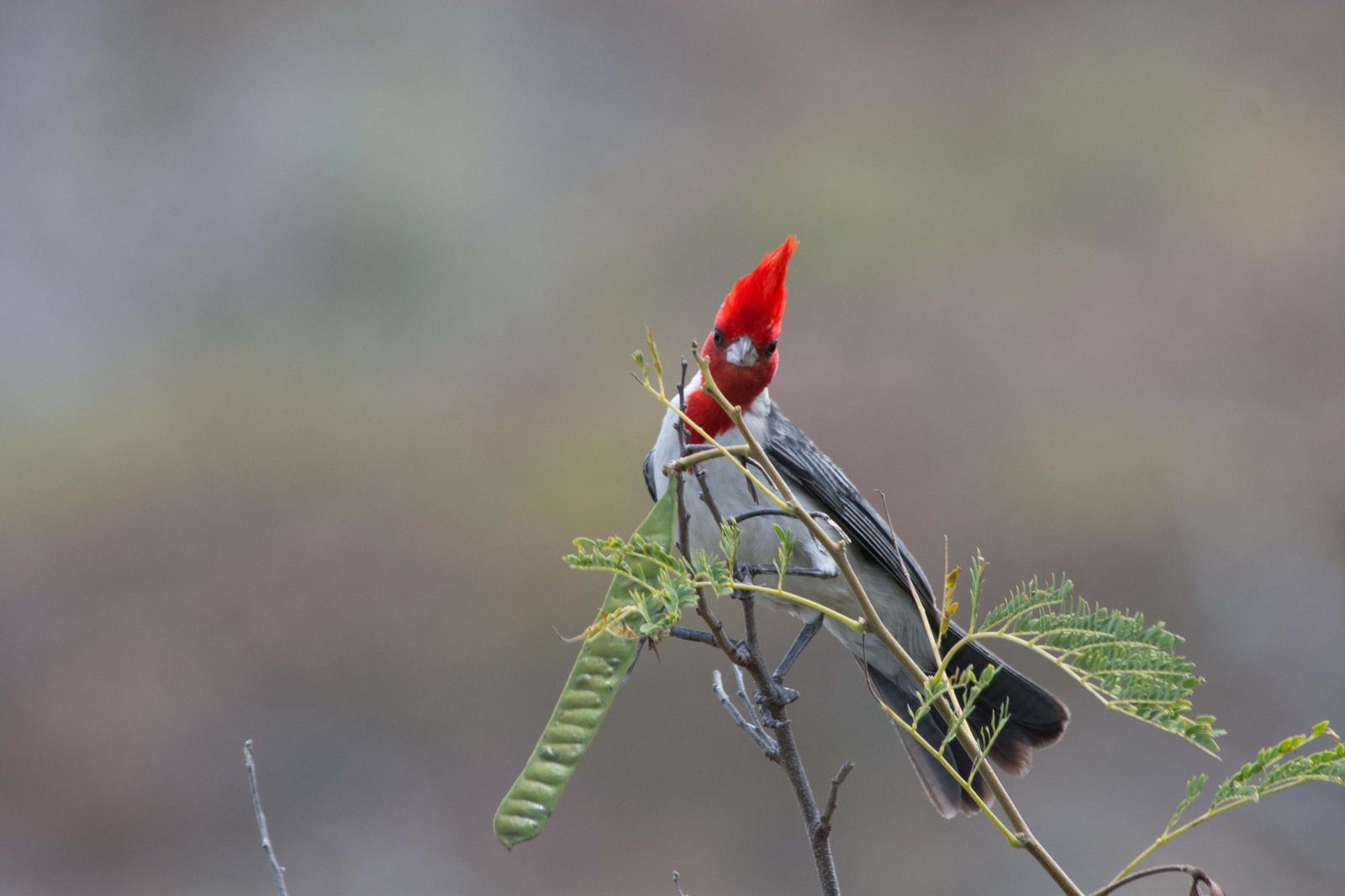 Red-crested Cardinal Photo by Joseph Angstman