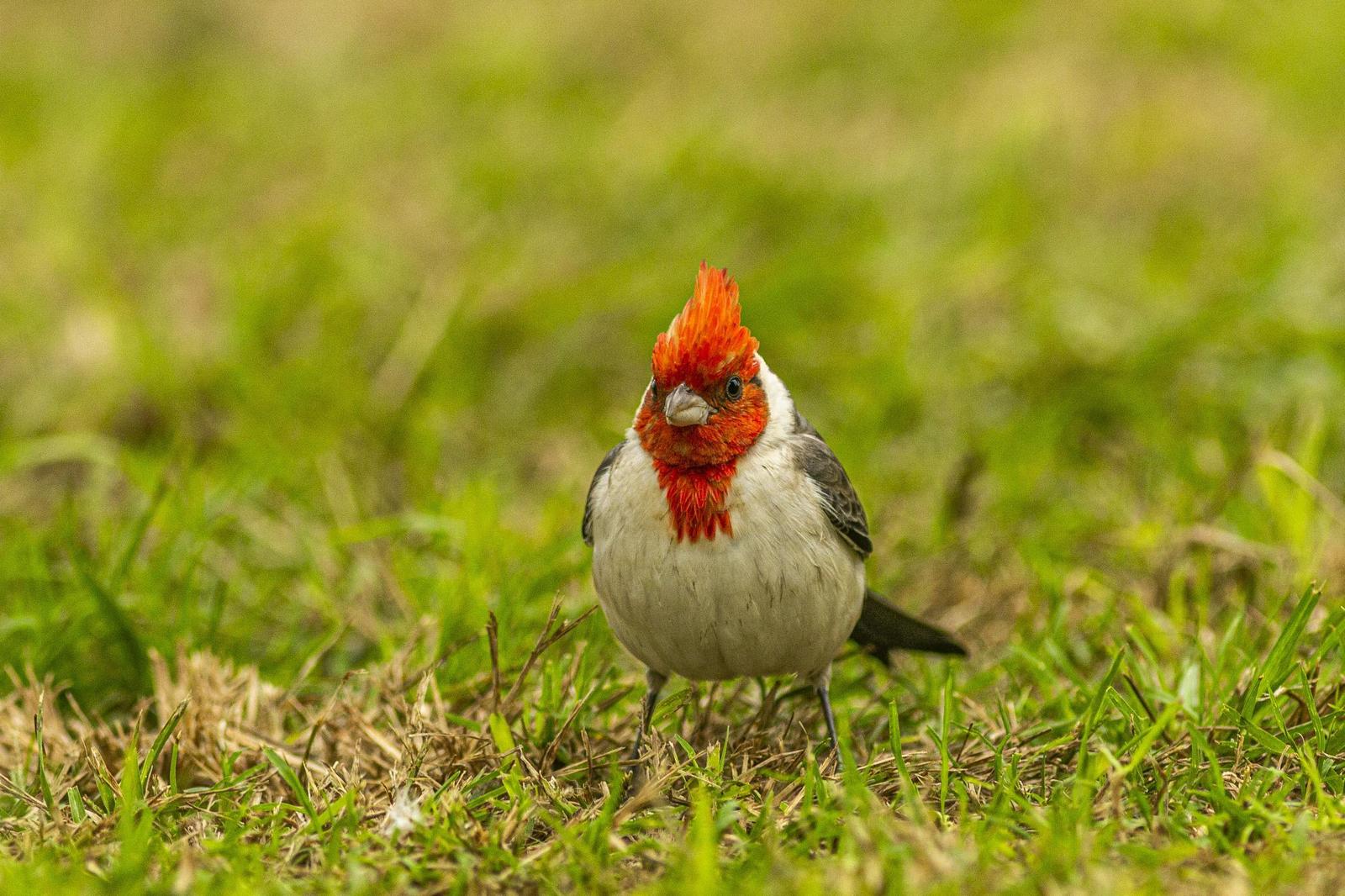 Red-crested Cardinal Photo by David Rebata
