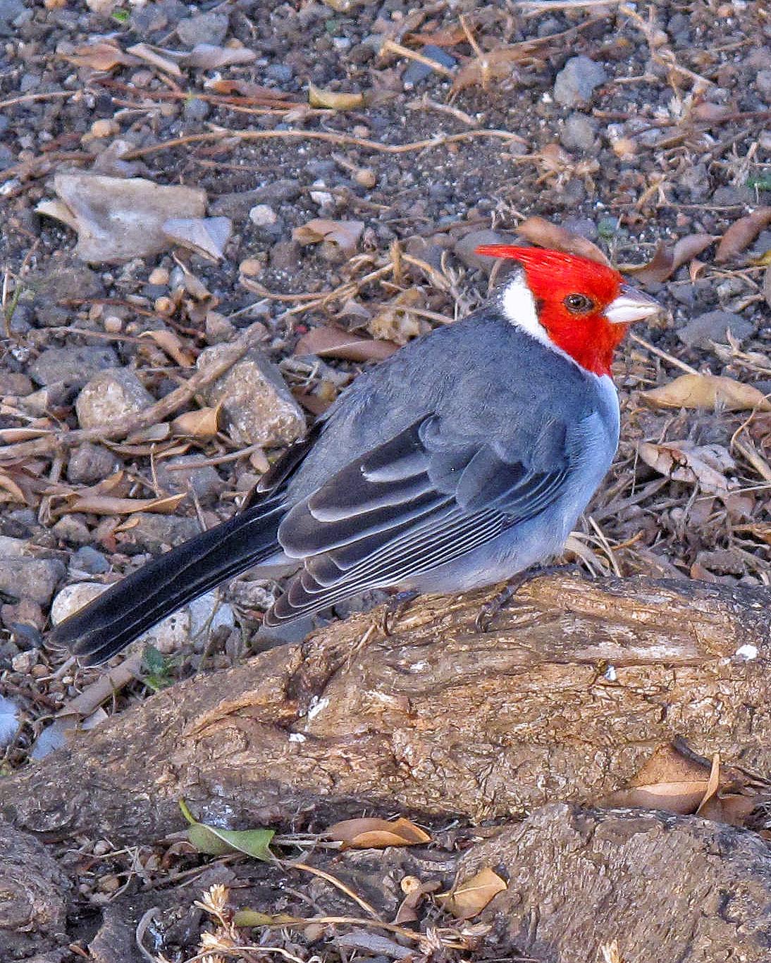 Red-crested Cardinal Photo by JC Knoll