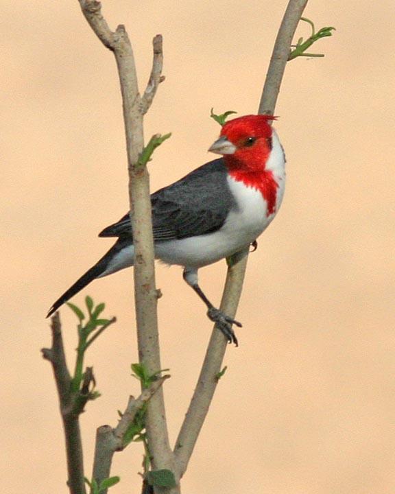 Red-crested Cardinal Photo by Peter Boesman