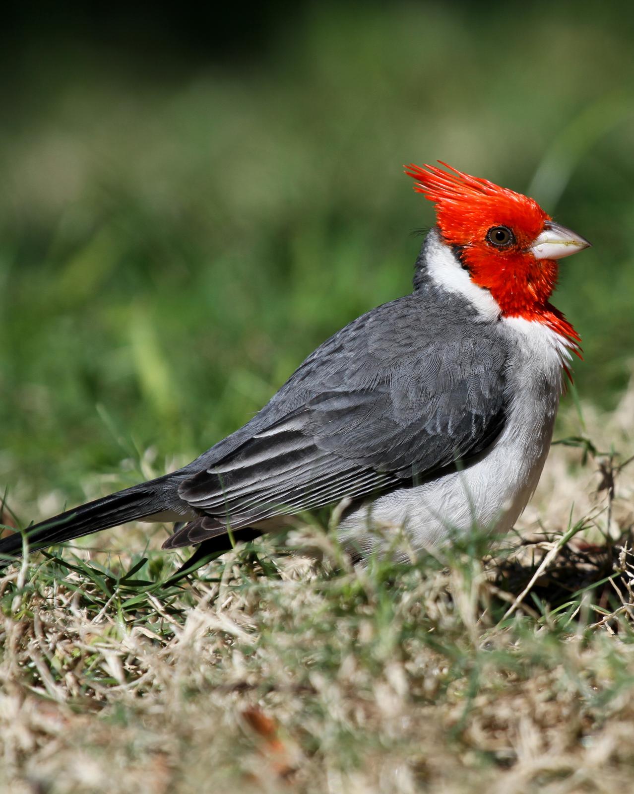 Red-crested Cardinal Photo by Matthew Grube