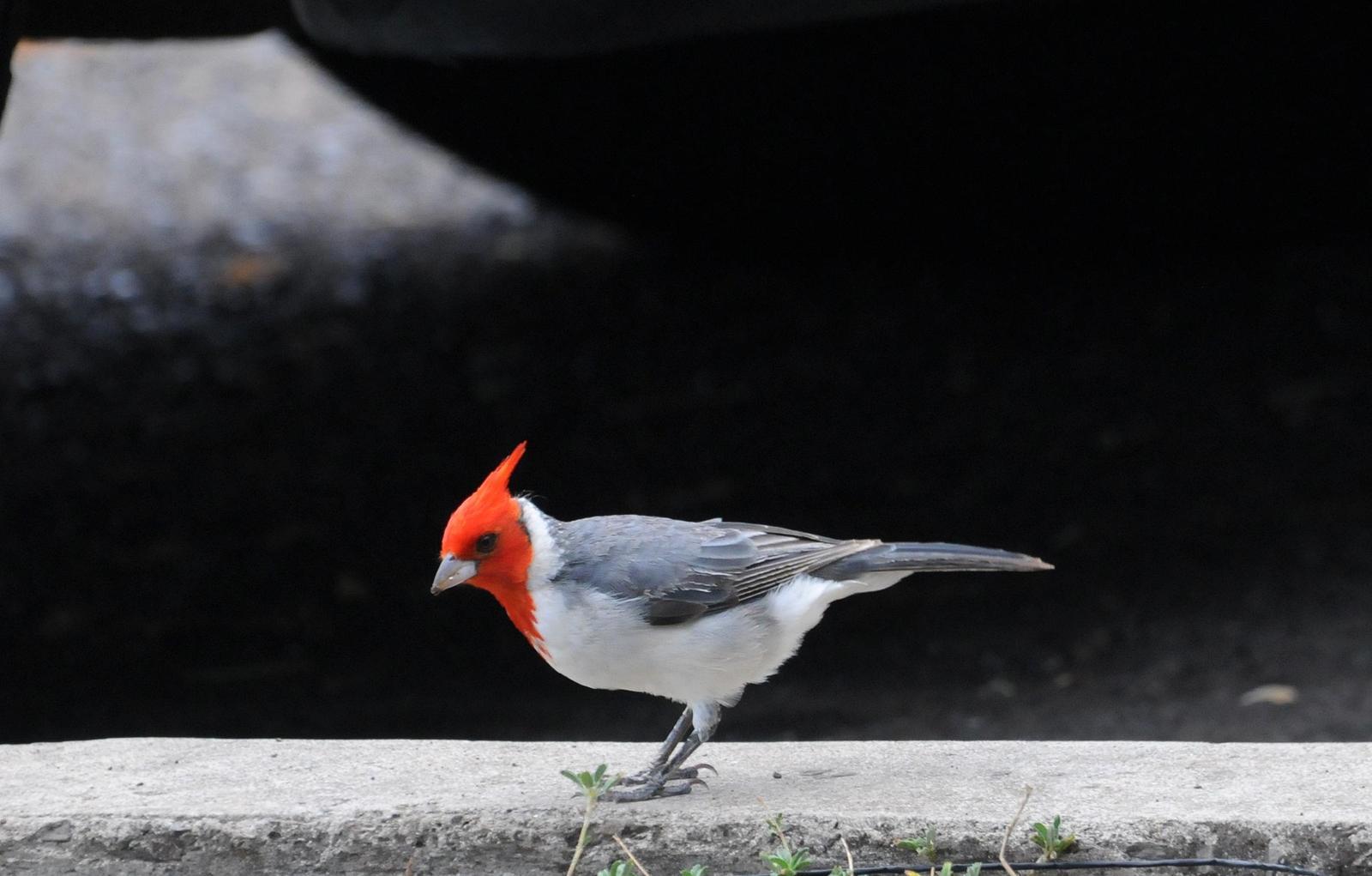 Red-crested Cardinal Photo by Steven Mlodinow