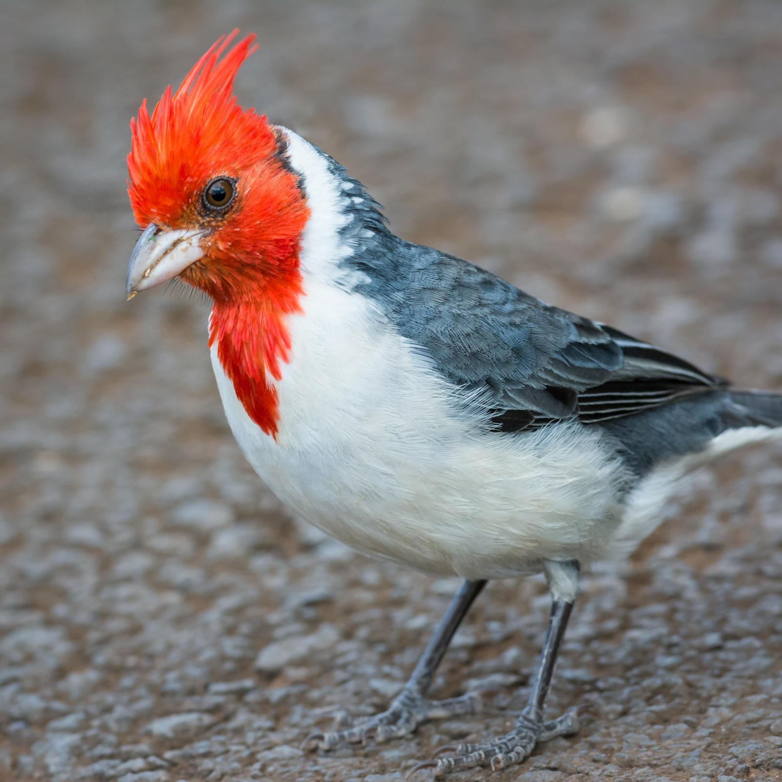Red-crested Cardinal Photo by Jesse Hodges