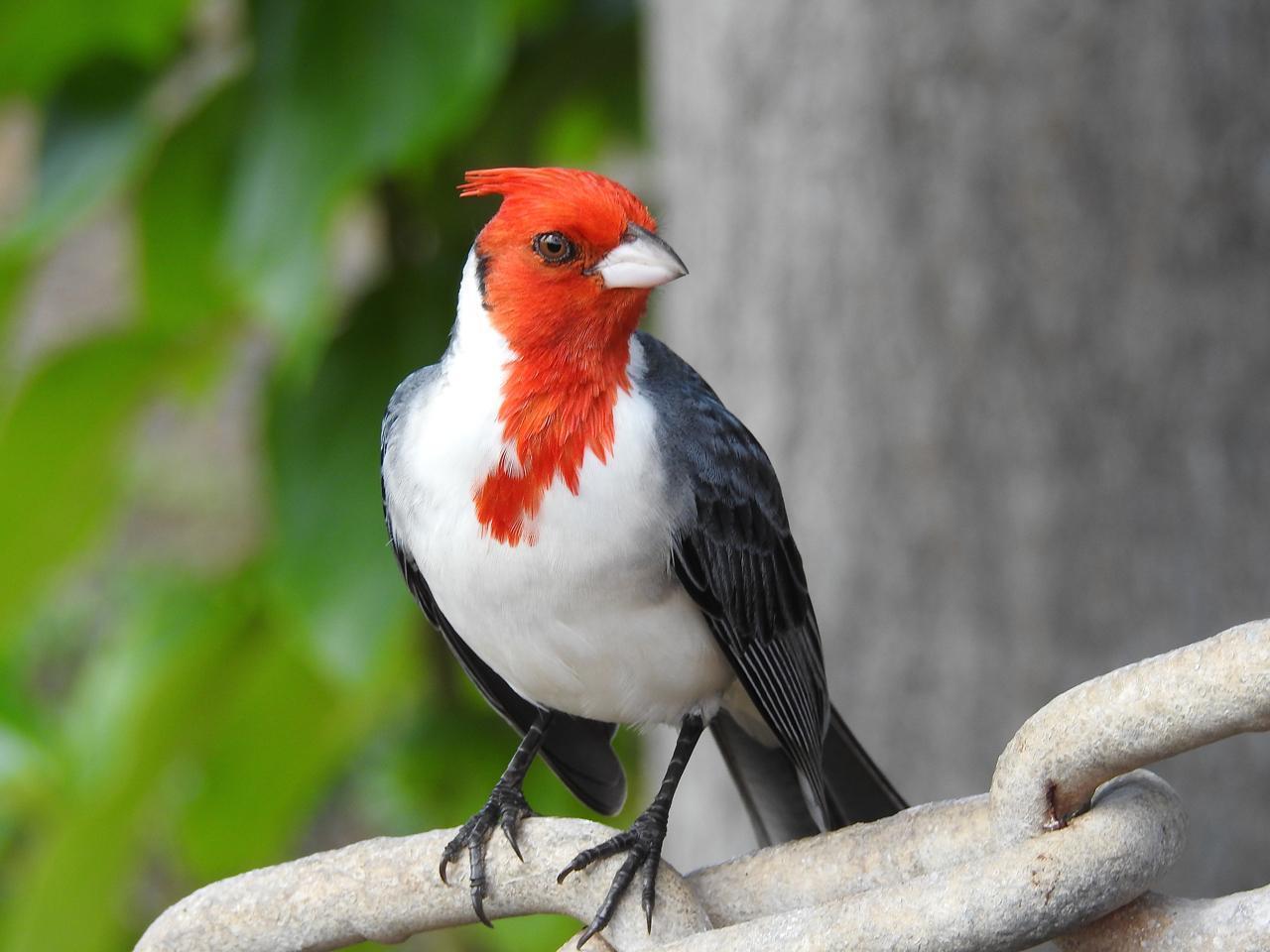 Red-crested Cardinal Photo by Brian Avent