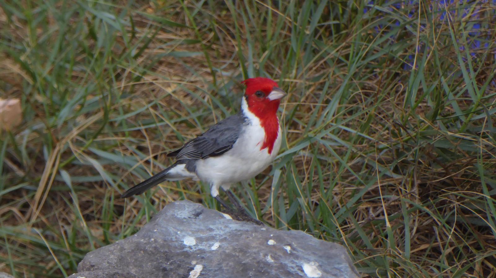 Red-crested Cardinal Photo by Daliel Leite
