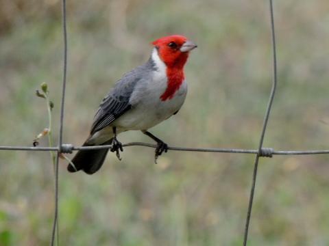 Red-crested Cardinal Photo by Tony Heindel