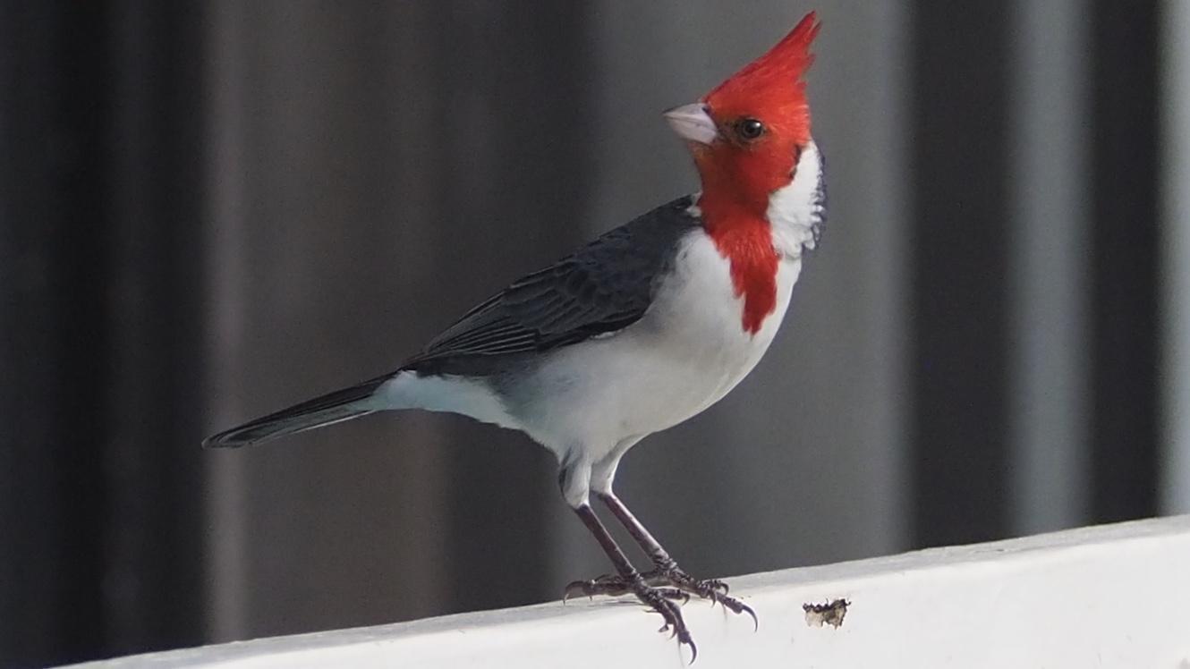 Red-crested Cardinal Photo by Davy Tolman