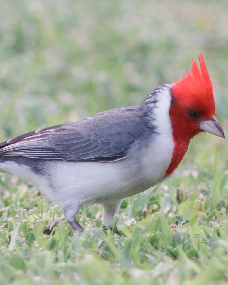 Red-crested Cardinal Photo by David Bell