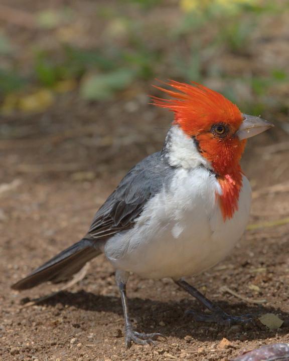 Red-crested Cardinal Photo by Mat Gilfedder