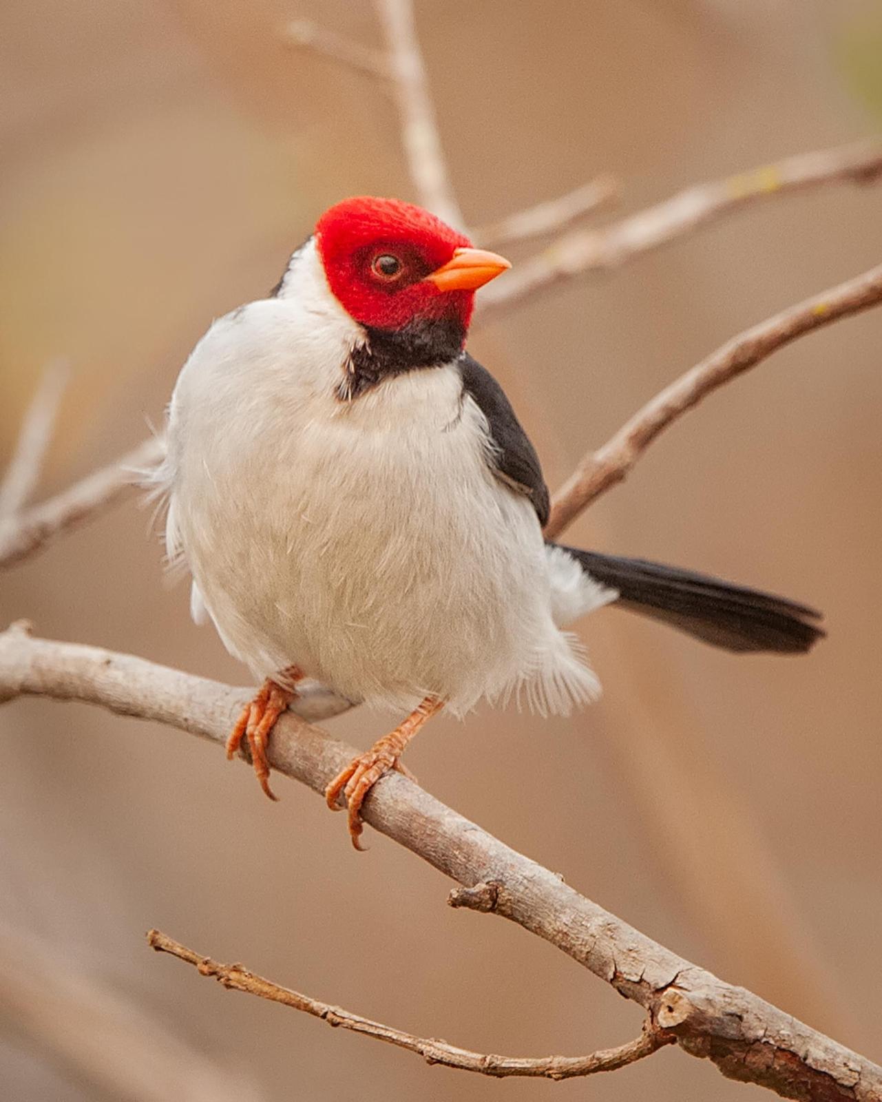 Red-capped Cardinal Photo by Christine Hansen