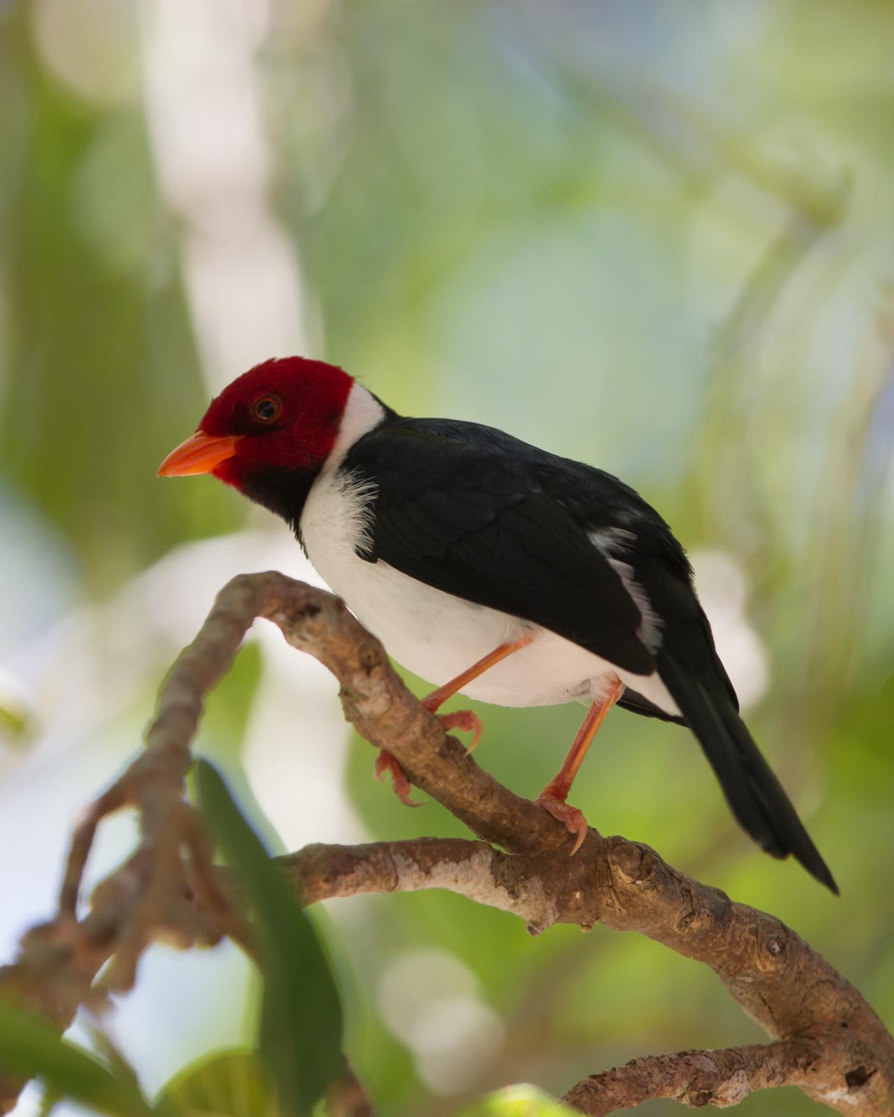Yellow-billed Cardinal Photo by Kevin Berkoff