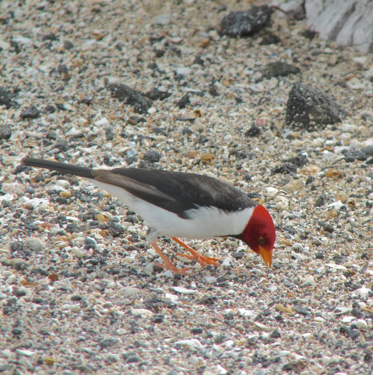 Yellow-billed Cardinal Photo by Brian Avent