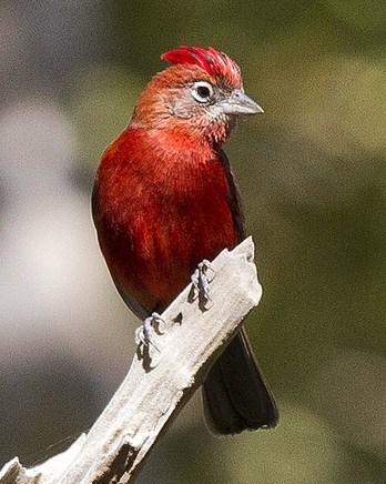 Red-crested Finch Photo by John Oates