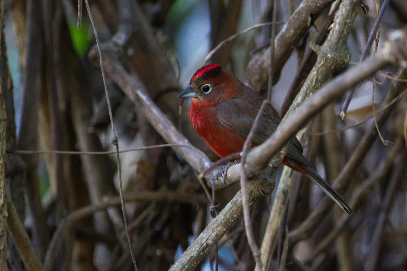 Red-crested Finch Photo by Zé Edu Camargo