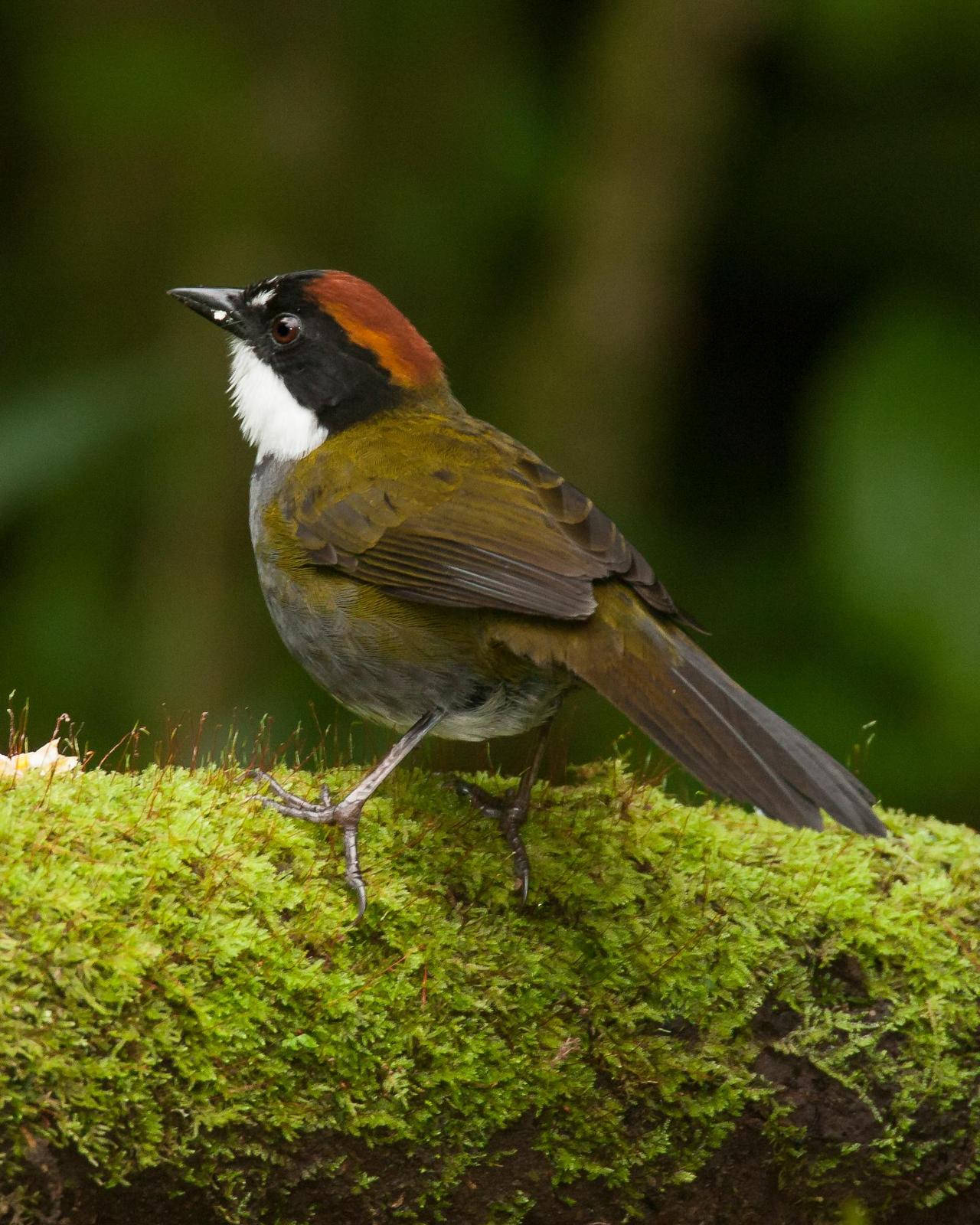 Chestnut-capped Brushfinch Photo by Robert Lewis