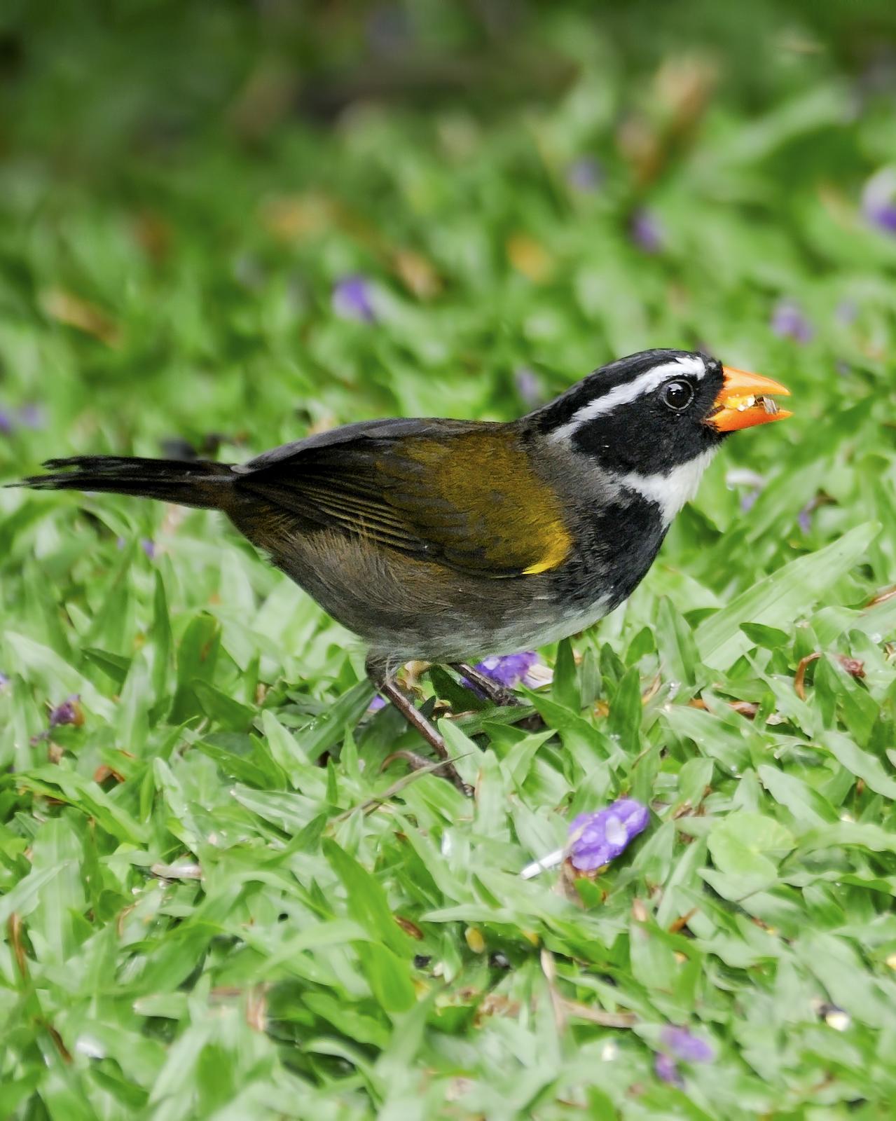 Orange-billed Sparrow Photo by Dan Brown
