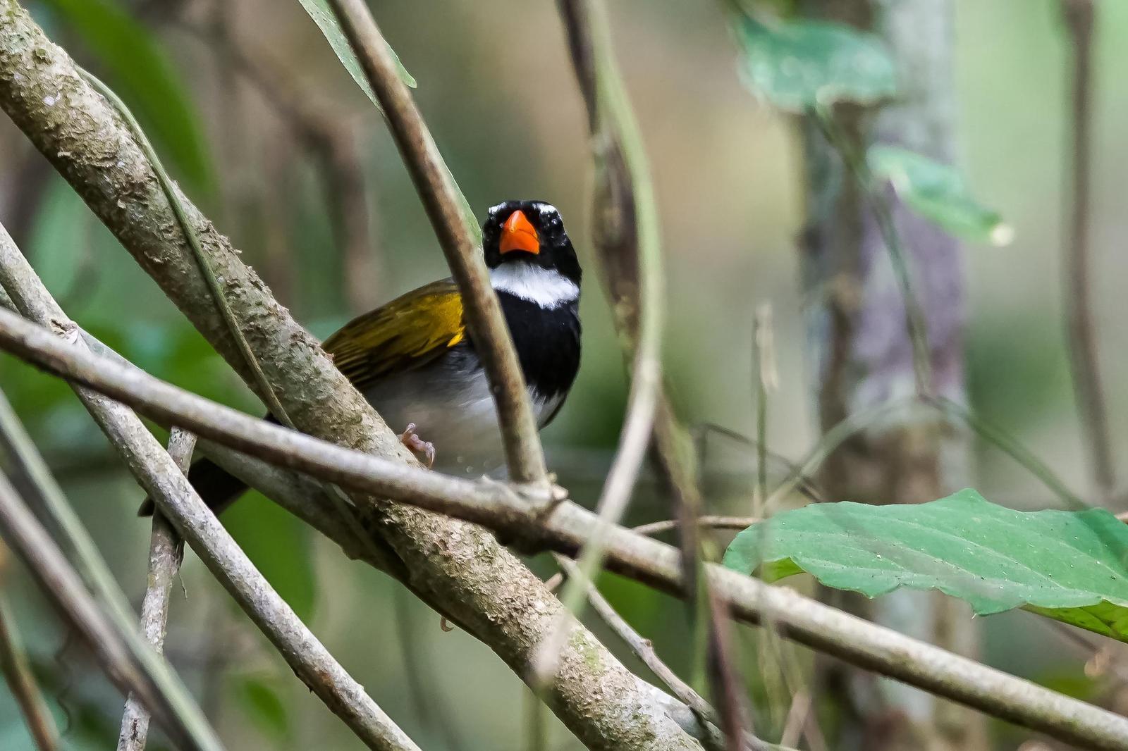 Orange-billed Sparrow Photo by Gerald Hoekstra
