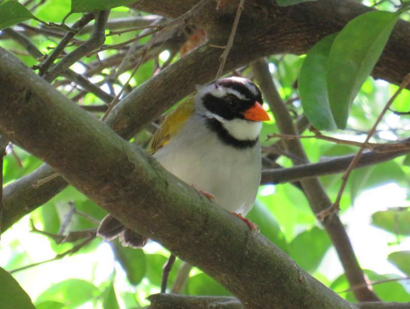 Orange-billed Sparrow Photo by Jeff Harding