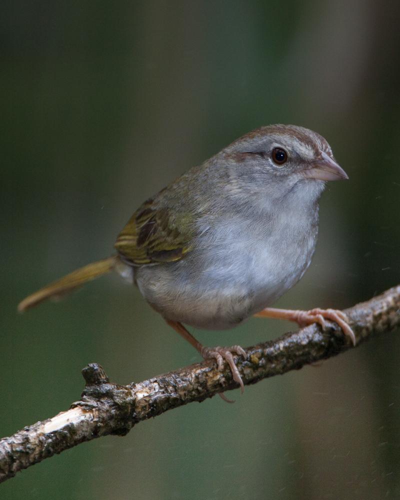 Olive Sparrow Photo by Cody Conway