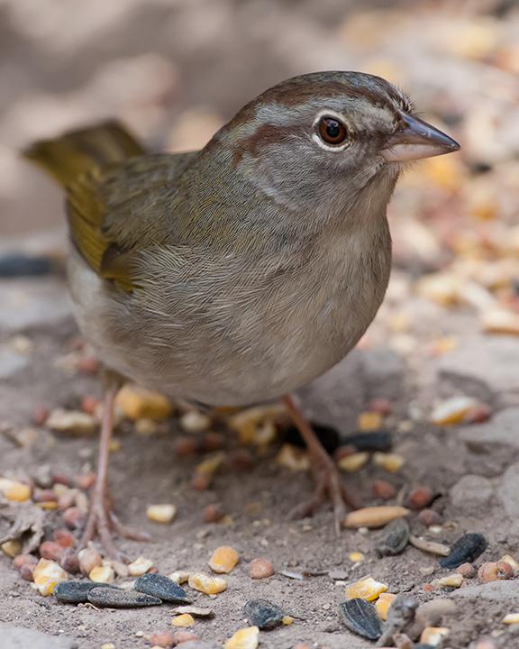 Olive Sparrow Photo by Christine J Shanks
