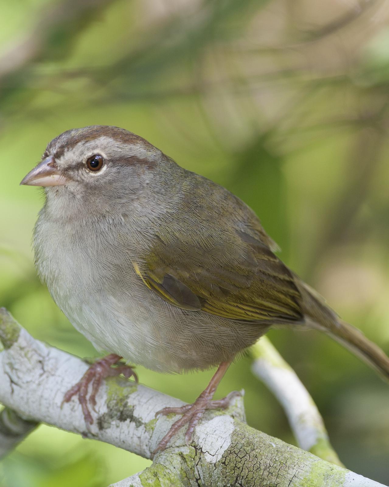 Olive Sparrow Photo by Jeff Moore