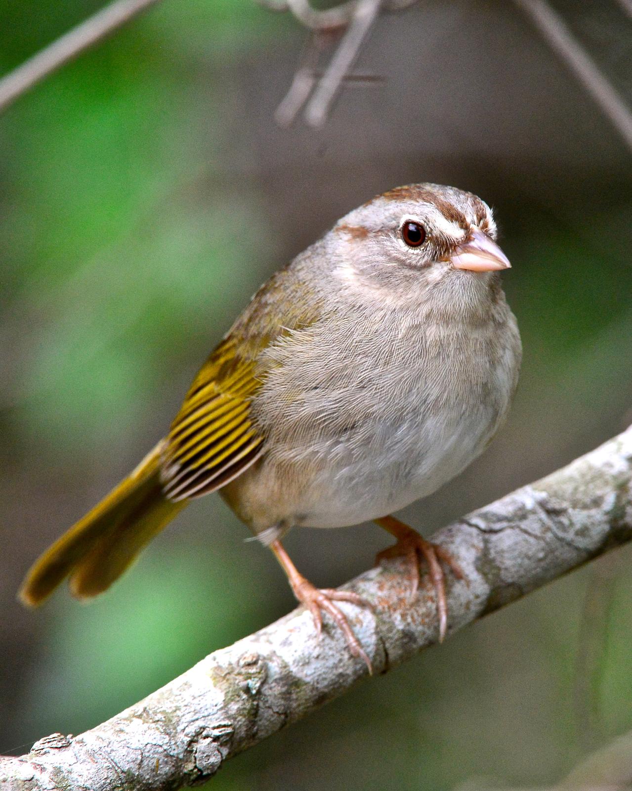 Olive Sparrow Photo by Gerald Friesen