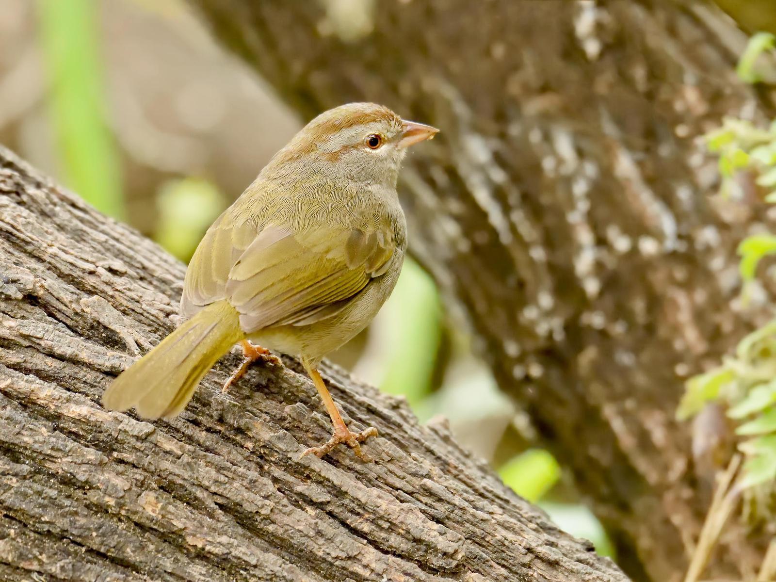 Olive Sparrow Photo by Dan Brown