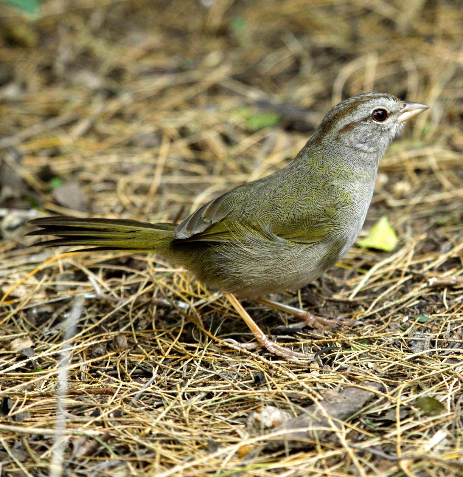 Olive Sparrow Photo by Rob O'Donnell