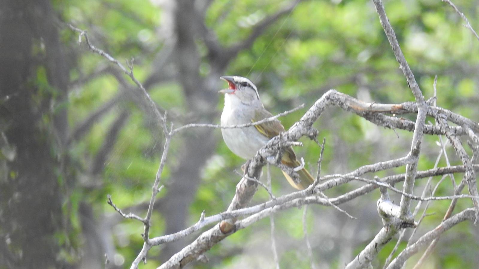 Tocuyo Sparrow Photo by Julio Delgado