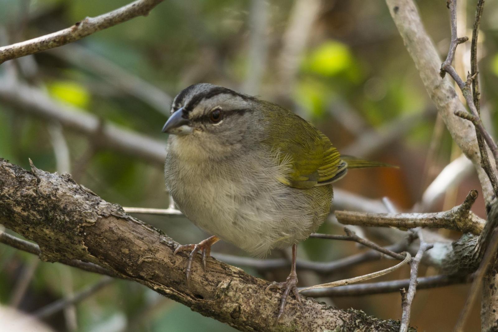 Green-backed Sparrow Photo by Hugo Gonzalez