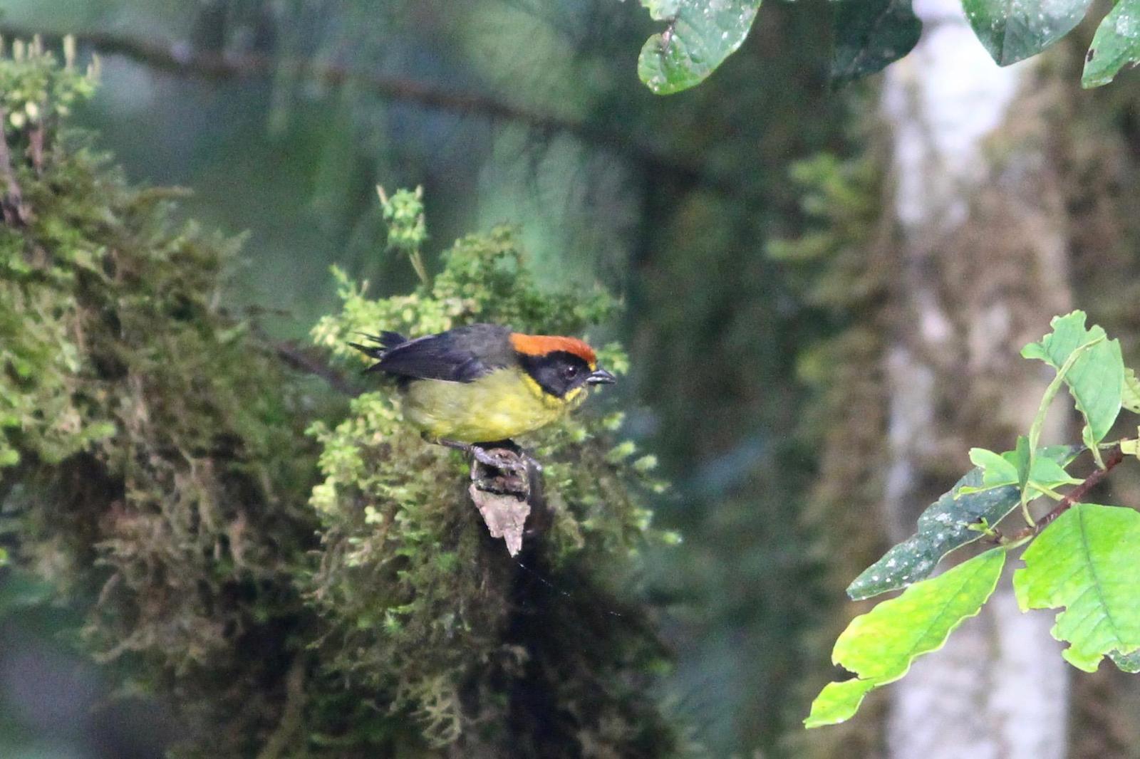 Bolivian Brushfinch Photo by Oscar Johnson