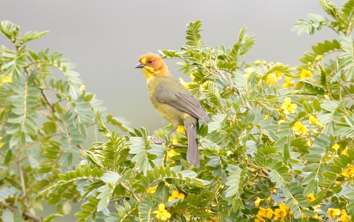 Fulvous-headed Brushfinch Photo by Andre  Moncrieff