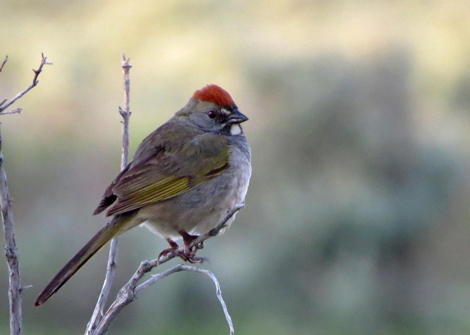 Green-tailed Towhee Photo by Kelly Preheim