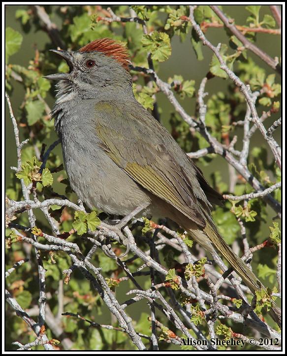 Green-tailed Towhee Photo by Alison Sheehey