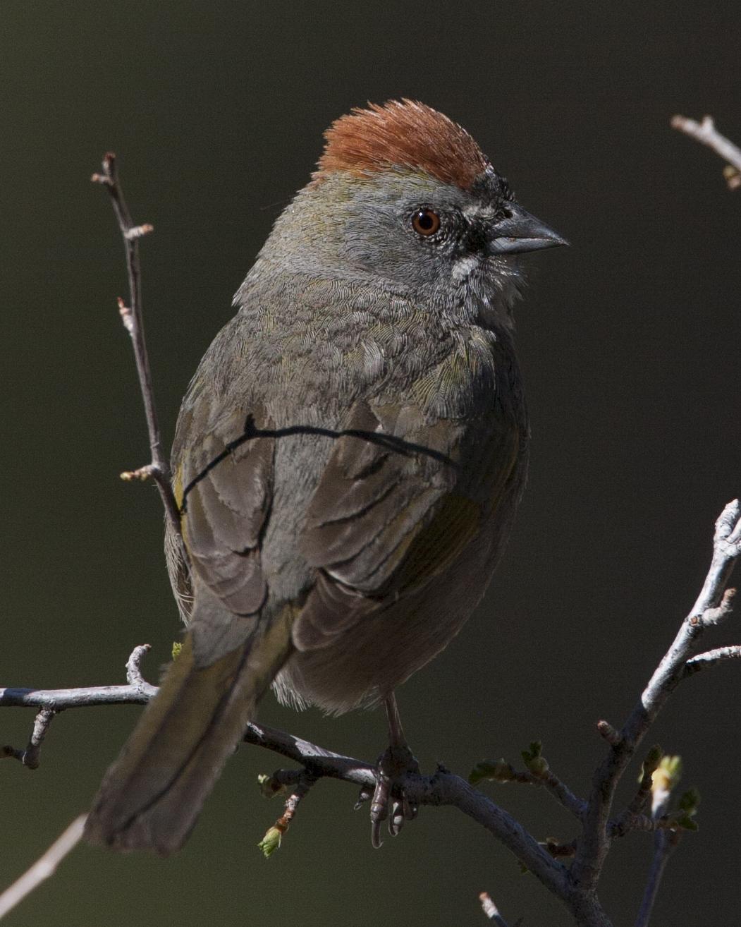 Green-tailed Towhee Photo by Jeff Moore