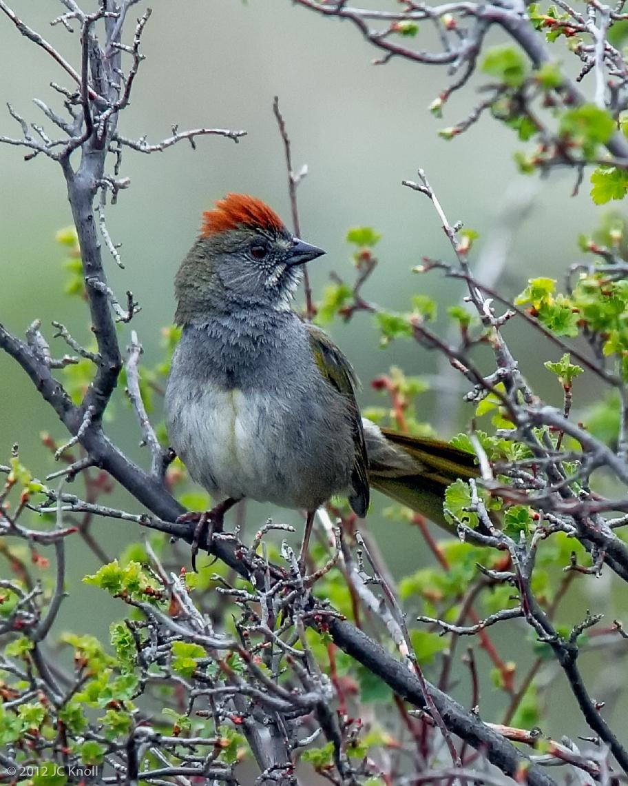 Green-tailed Towhee Photo by JC Knoll