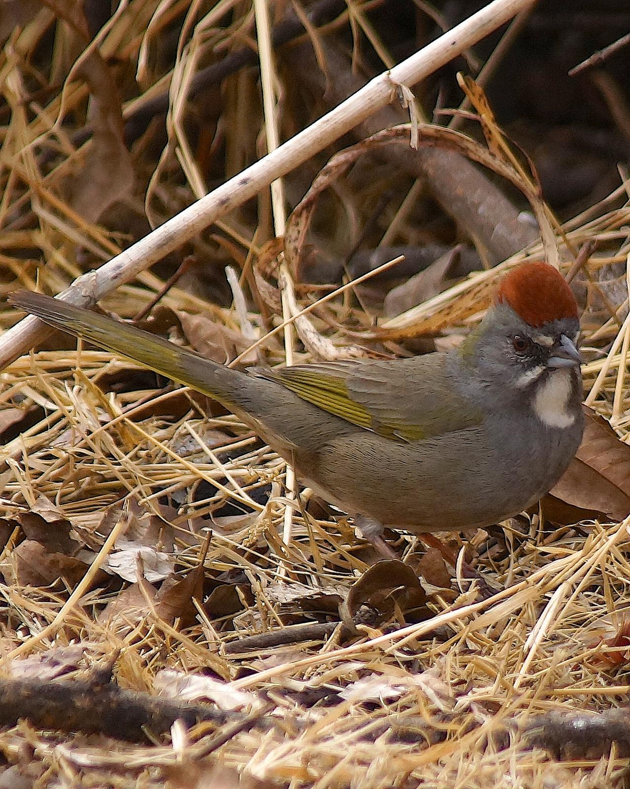 Green-tailed Towhee Photo by Gerald Hoekstra