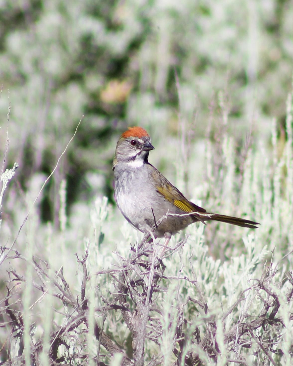 Green-tailed Towhee Photo by Dylan Hopkins