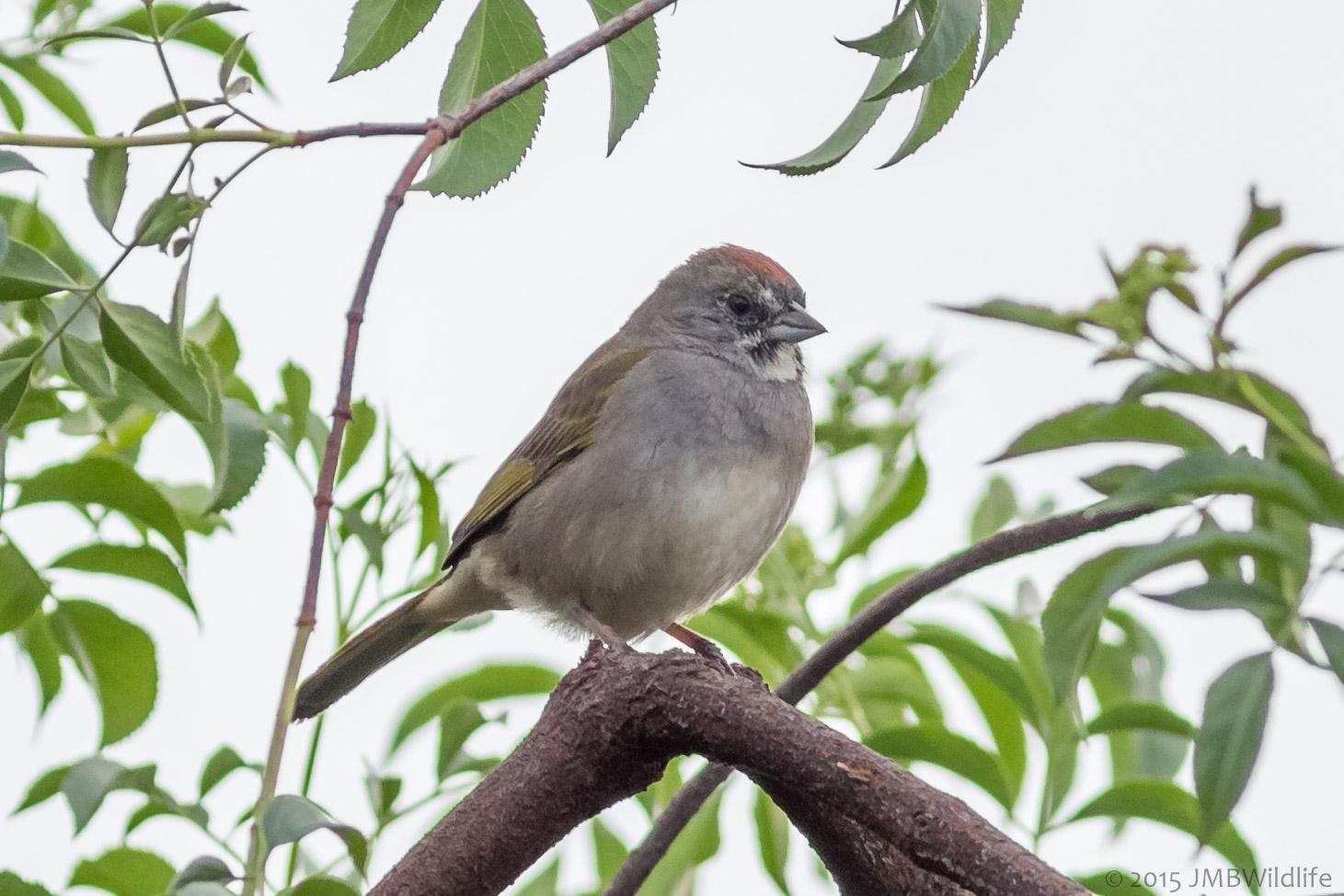Green-tailed Towhee Photo by Jeff Bray
