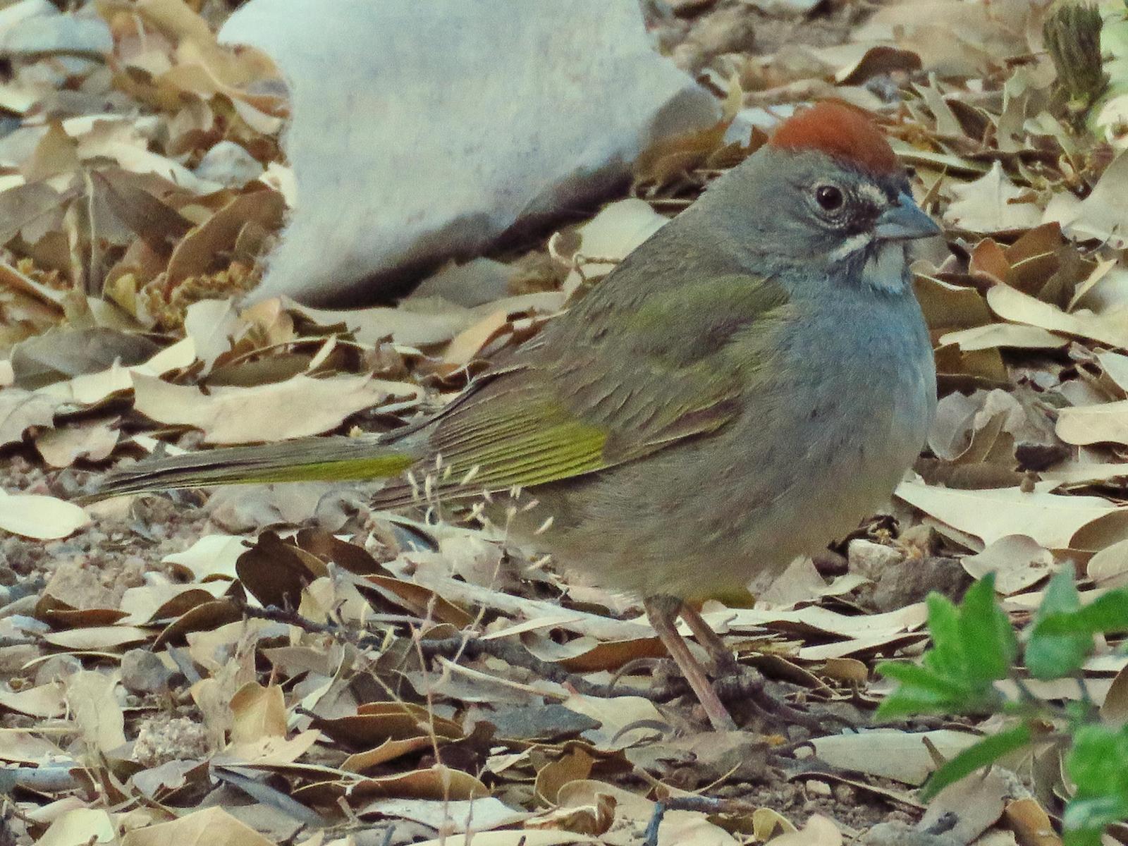 Green-tailed Towhee Photo by Bob Neugebauer