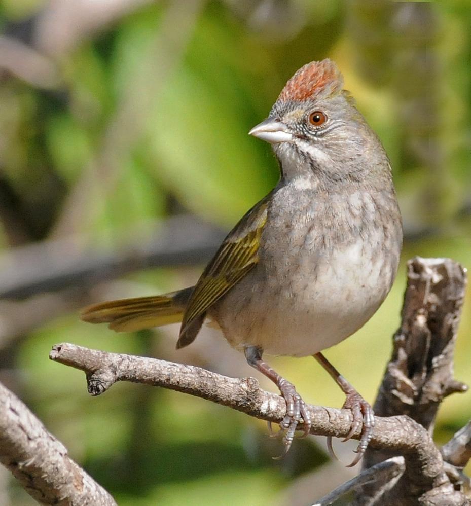 Green-tailed Towhee Photo by Steven Mlodinow