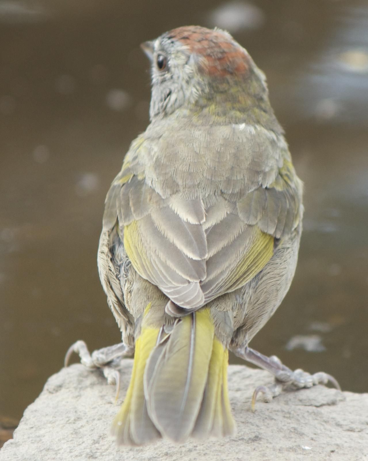 Green-tailed Towhee Photo by Mark Baldwin