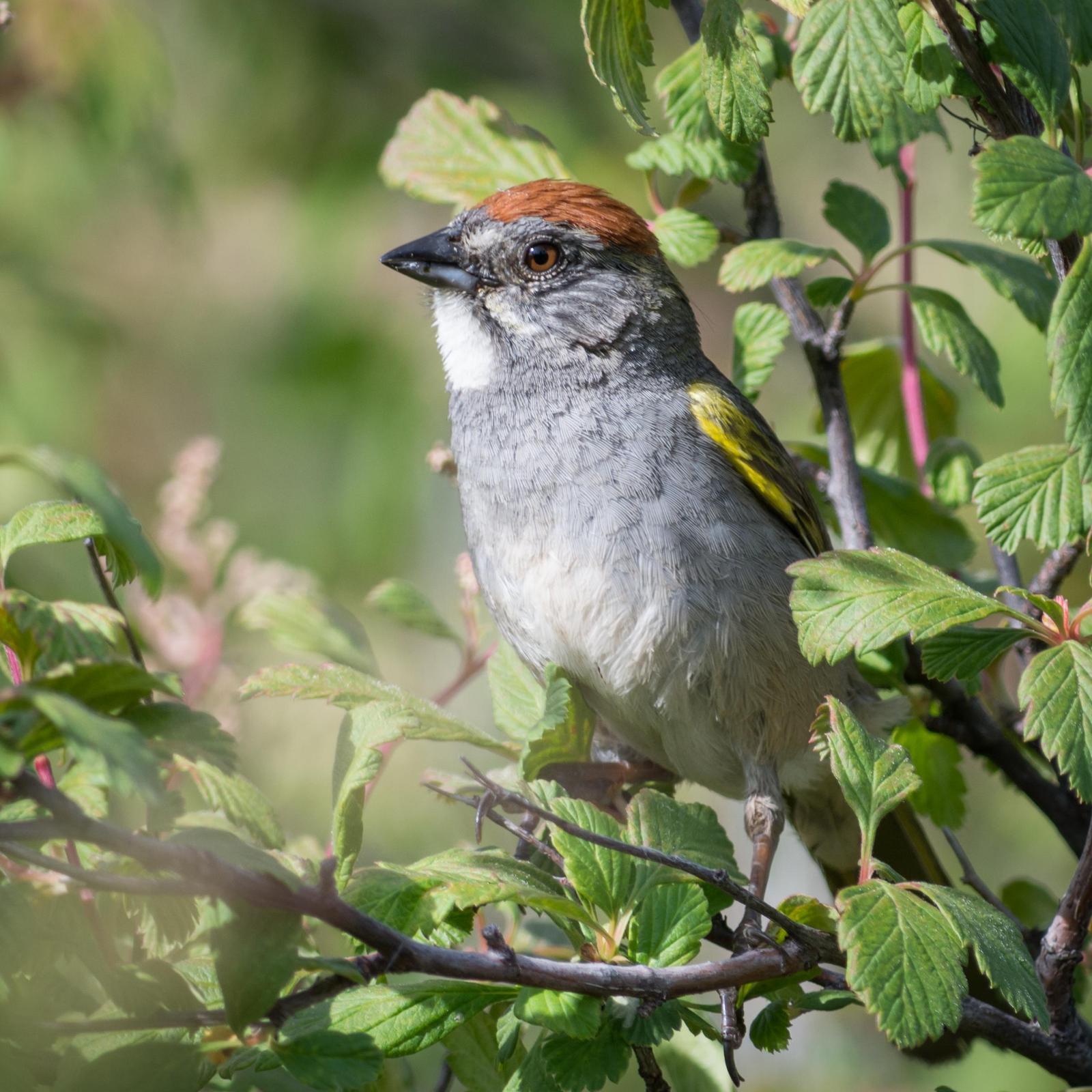 Green-tailed Towhee Photo by Jesse Hodges