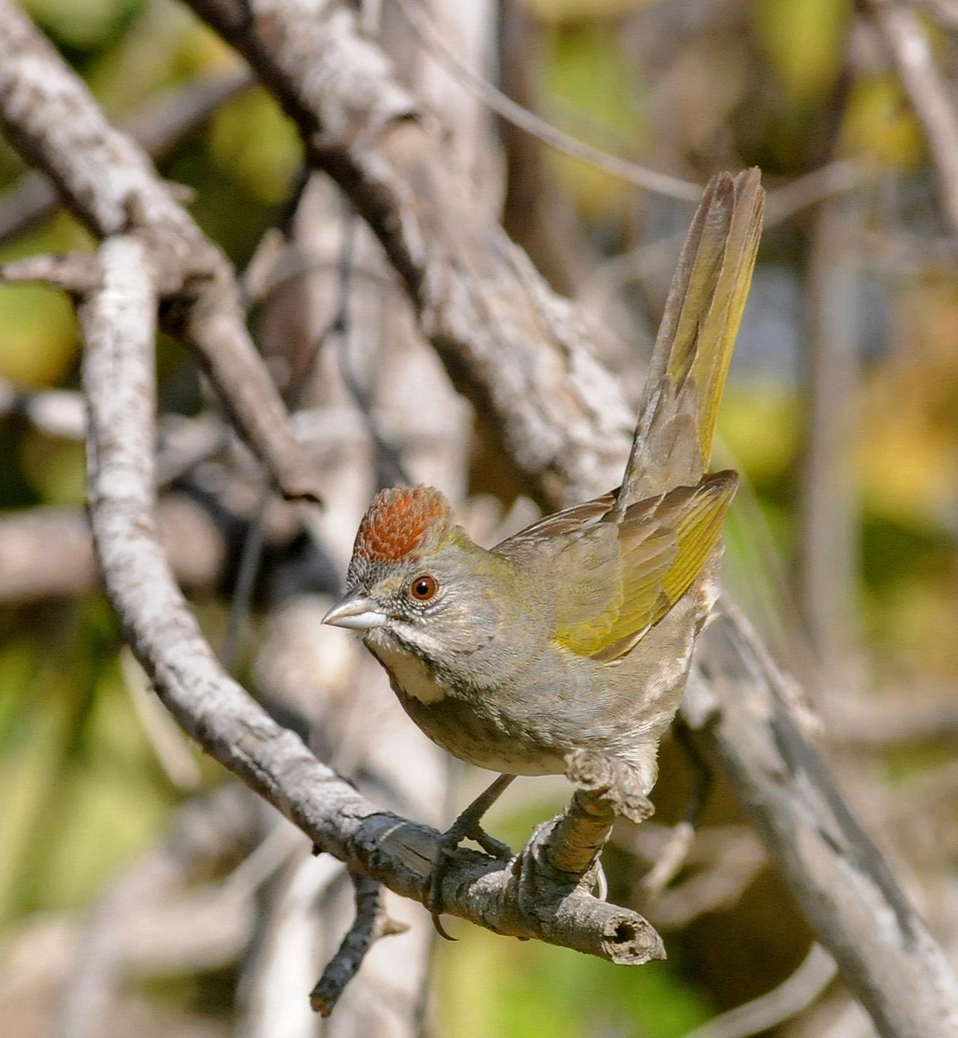 Green-tailed Towhee Photo by Steven Mlodinow