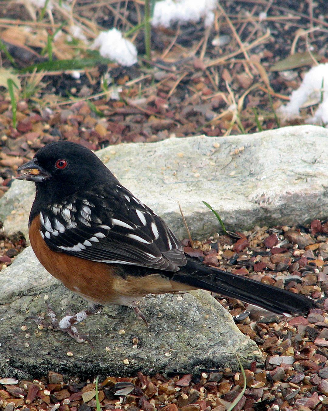 Spotted Towhee Photo by Robert Behrstock