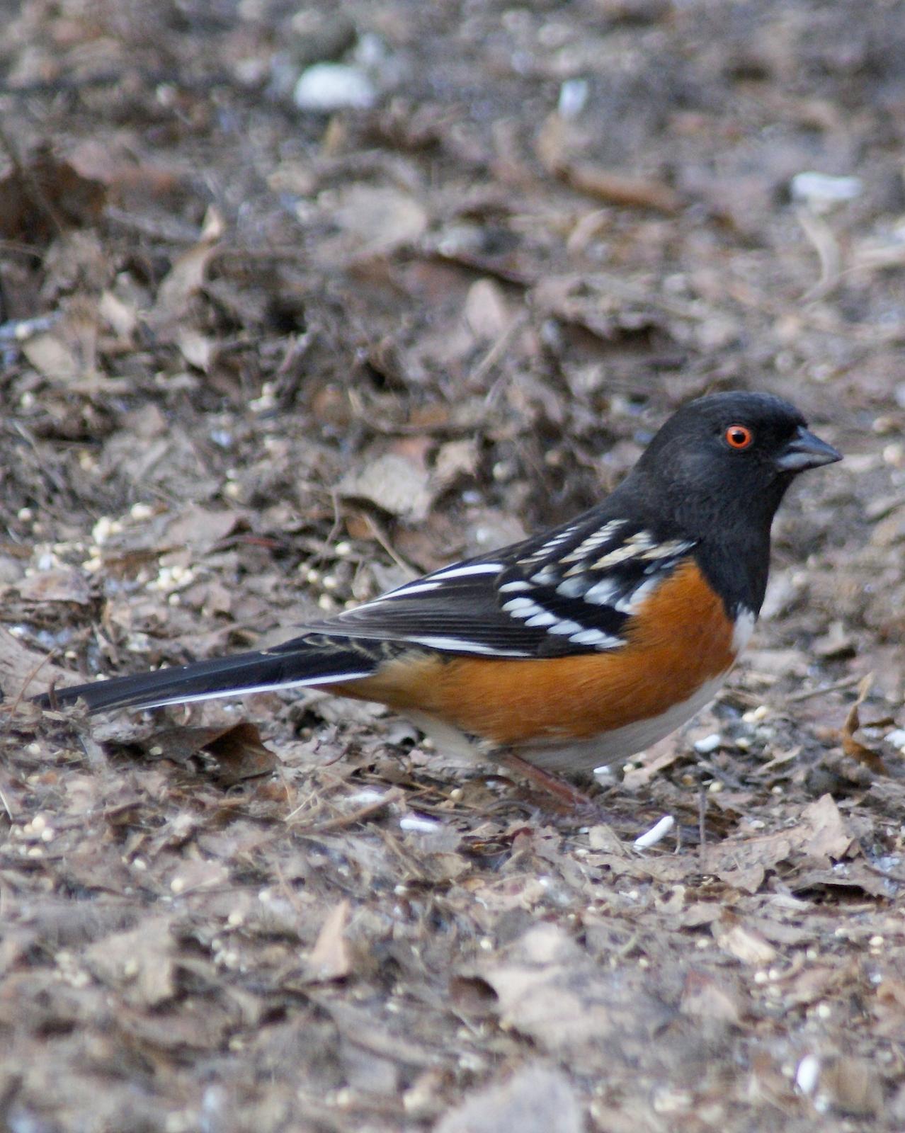 Spotted Towhee Photo by Gerald Hoekstra