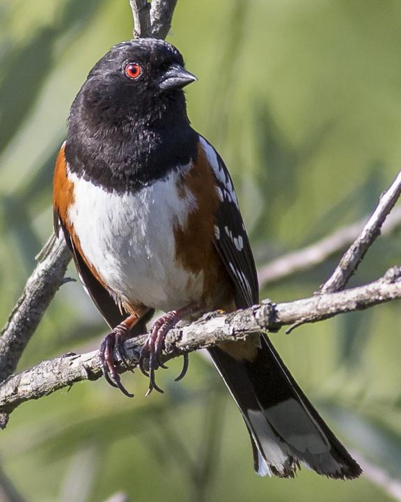 Spotted Towhee Photo by Anthony Gliozzo